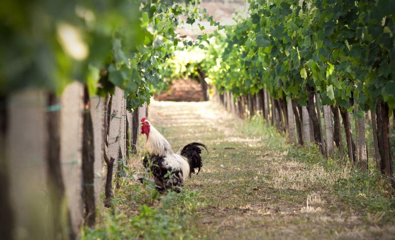 Tenuta Jumara San Lorenzo Maggiore Ngoại thất bức ảnh